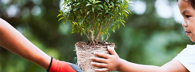 Adult hands young Asian child tree to plant